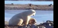 น่ารัก อบอุ่น หมีขั้วโลกแสดงความเอ็นดูน้องหมา