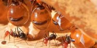 มดน้ำผึ้ง Honeypot ant