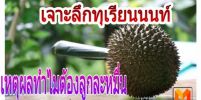 อะไรคือเหตุผล? ทำให้ทุเรียนนนท์ลูกละเป็นหมื่น