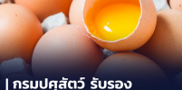 กรมปศุสัตว์ ยืนยัน ไม่มีไข่ปลอมในไทยแน่นอน ขอย้ำผู้บริโภคอย่าตื่นตระหนก