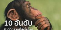 10 อันดับสัตว์ที่ฉลาดที่สุดในโลก