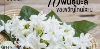 รู้จักไหม?  ดอกมะลิ 10 สายพันธ์ ของขวัญโดนใจวันแม่!!!!