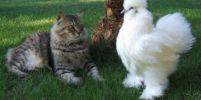 รู้จักกับ Silkie Hen ไก่ขนปุกปุยนุ่มนิ่ม