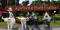 หมู่บ้านอนุรักษ์ควายไทย (บ้านควาย) จังหวัดสุพรรณบุรี