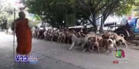 ยกนิ้วให้ หมาวัด 200 ตัว เชื่อฟังคำสั่ง เป็นระเบียบเรียบร้อย