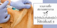 รวมรายชื่อสถานพยาบาลรับฉีดวัคซีนป้องกันโรคพิษสุนัขบ้าให้สัตว์เลี้ยงฟรี