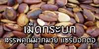 “เม็ดกระบก” สรรพคุณยิ่งกว่าอัลมอนด์ กินป้องกันความจำเสื่อม