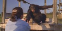 ลิงชิมแปนซีดีใจโผกอดหญิงที่เคยช่วยชีวิต แม้ห่างหาย 18 ปี ไม่เคยลืม