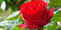 จัดอันดับ 10 ดอกไม้ที่ขึ้นชื่อว่า “สวยงามที่สุดในโลก”