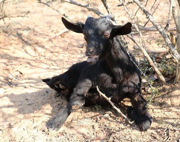 ชีวิตต้องสู้ "ลูกแพะพิการมีแค่ 2 ขาหน้า" ไม่ท้อต่อโชคชะตา ออกเดินหากินได้สบายๆ
