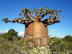 มหัศจรรย์ !! ต้นมหาสมบัติ หรือต้นเบาบับ(Baobab) มีจริง ไม่ใช่แค่พูดกันติดปากเท่านั้น