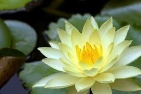 พระประวัติสมเด็จพระสังฆราชพระองค์ที่ 7 แห่งกรุงรัตนโกสินทร์