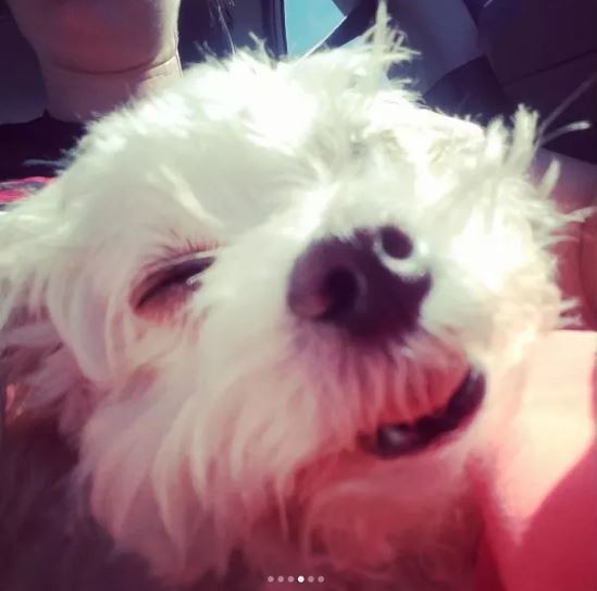 ดู 16 ภาพที่จะมาบอกว่า ที่จริงแล้วพวกสุนัขก็ขี้เมา ไม่ต่างจากลุงแถวบ้านเลยนะเนี่ย..!!