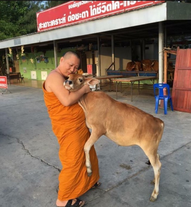 วัวกตัญญู โผเข้าซบพระผู้ไถ่ชีวิตตน