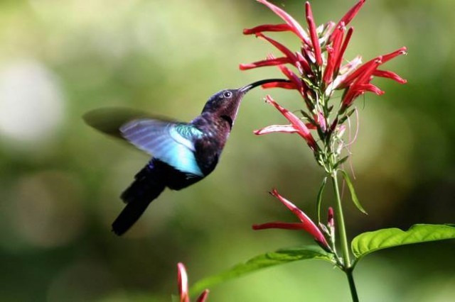 Hummingbird นกจิ๋วผู้ว่องไว