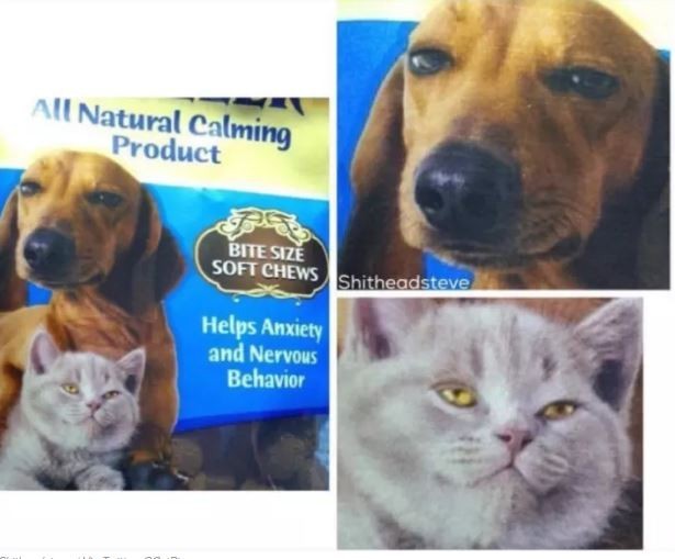 ดู 16 ภาพที่จะมาบอกว่า ที่จริงแล้วพวกสุนัขก็ขี้เมา ไม่ต่างจากลุงแถวบ้านเลยนะเนี่ย..!!