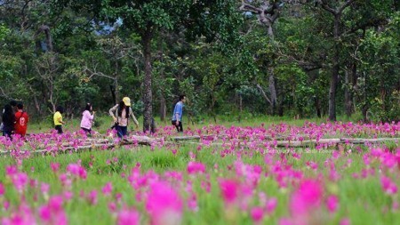 ความงามในป่าหน้าฝน "เทศกาลท่องเที่ยวดอกกระเจียวบาน" ณ อุทยานแห่งชาติป่าหินงาม