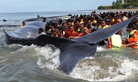 ชาวอินโดนีเซีย ช่วยวาฬสเปิร์มหรือวาฬหัวทุย 12 ตัวเกยตื้นกลับสู่ทะเล