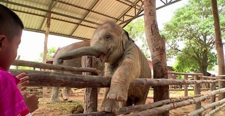 ต่างชาติแนะนำคนไทยควรดูแลช้างให้ดีกว่านี้ มิเช่นนั้นช้างอาจสูญพันธุ์จากประเทศไทยได้ในอนาคต