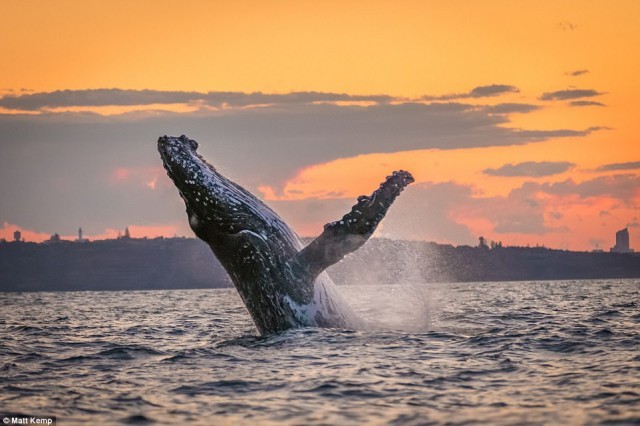 ภาพสุดประทับใจเมื่อ ‘เจ้าวาฬ’ กระโดดน้ำเล่นที่อ่าวซิดนีย์ ตอนพระอาทิตย์ขึ้นและตกดิน
