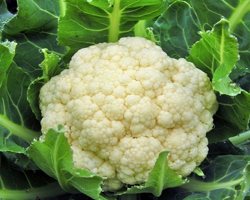 ผักดิบ 9 ชนิดนี้!!กินมากไปอาจให้โทษกับร่างกาย