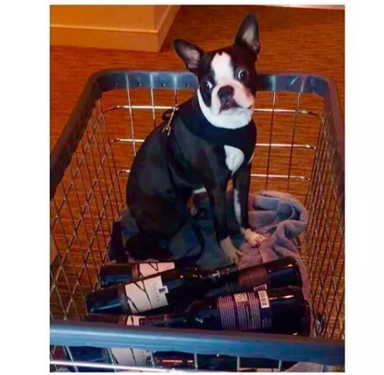 ดู 16 ภาพที่จะมาบอกว่า ที่จริงแล้วพวกสุนัขก็ขี้เมา ไม่ต่างจากลุงแถวบ้านเลยนะเนี่ย..!!