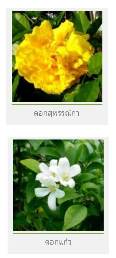 ดอกไม้ประจำจังหวัด ทั้ง 77 จังหวัดของประเทศไทยตอนที่ 1
