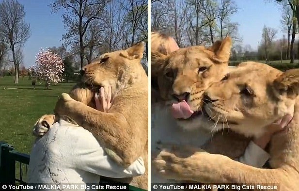 แม้ไม่เจอกันนาน 7 ปี สิงโตสองตัวยังจำได้..วิ่งเข้ากอดมนุษย์ที่เคยเลี้ยงมันมาแต่แบเบาะ