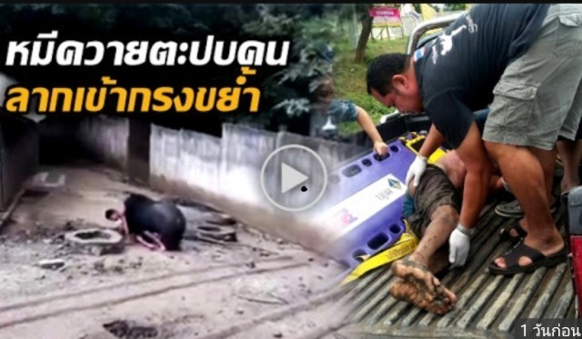 รู้ไว้!เจอเหมีควายให้วิ่งหนีอย่าแกล้งตาย เพราะอาจตายจริง