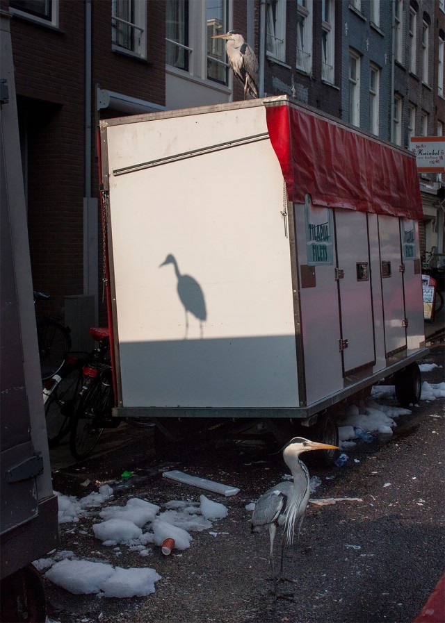 เรื่องราวของ “นกกระสาสีเทา” กับวิถีชีวิตที่กลมกลืน ภายในสังคมเมืองอัมสเตอร์ดัม