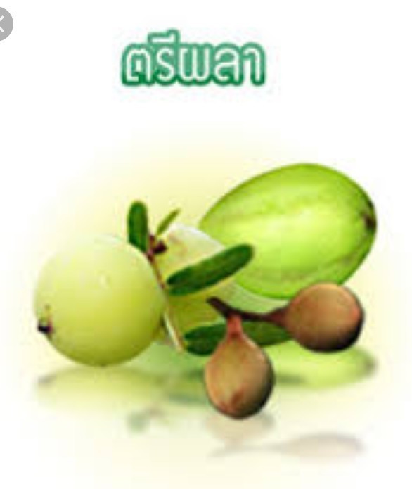 "ตรีผลา" 3 สมุนไพรไทย ดังไกลทั่วโลก ต้านชรา- มะเร็ง