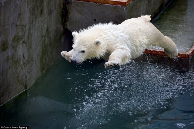 น่ารักสุดๆ!! ลูกหมีขั้วโลกตั้งใจมาก ฝึกว่ายน้ำให้เก่งเหมือนแม่