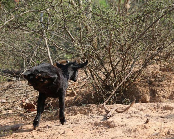 ชีวิตต้องสู้ "ลูกแพะพิการมีแค่ 2 ขาหน้า" ไม่ท้อต่อโชคชะตา ออกเดินหากินได้สบายๆ