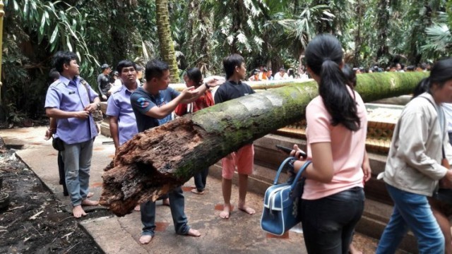พายุแรงต้นชะโนดอายุร่วม 100 ปีหักโค่นล้มทับเศียรพญานาคบ่อน้ำศักดิ์สิทธิ์หัก 3 เศียร