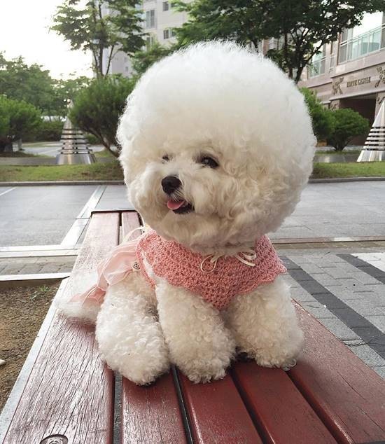 น่ารักมาก! ชาวเน็ตหลงรักตูบกลมปุ๊ก หมาอะไรแปลงร่างเป็นลูกบอลได้ด้วย