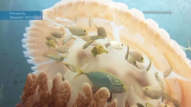 อัศจรรย์  "ฝูงปลาใต้ทะเล" ซ่อนตัวใต้ร่มแมงกะพรุน นายไปไหนขอพวกเราไปด้วยนะ