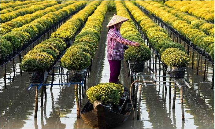 รอดทุกต้น...เกษตรกรเวียดนาม “ยกสวน” หนีน้ำท่วม