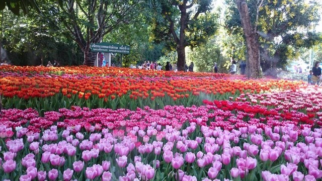 งานเชียงรายดอกไม้งาม ครั้งที่ 13 และดนตรีในสวน