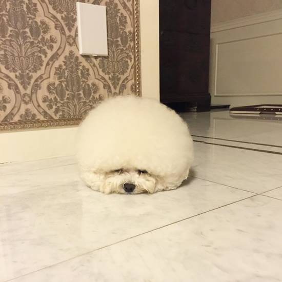 น่ารักมาก! ชาวเน็ตหลงรักตูบกลมปุ๊ก หมาอะไรแปลงร่างเป็นลูกบอลได้ด้วย