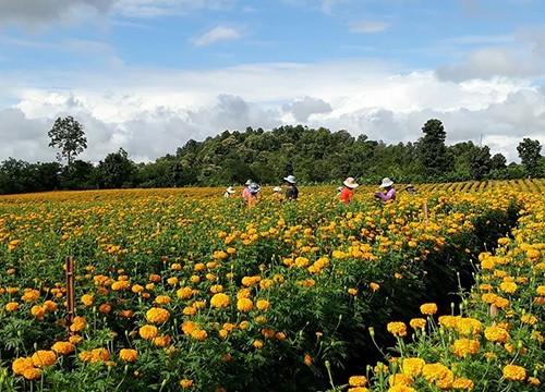 บ้านรวมไทยพัฒนา จ.ตาก ทุ่งดาวเรืองออกดอกสะพรั่ง เกษตรกรเก็บขายได้เงินหลายแสนบาท