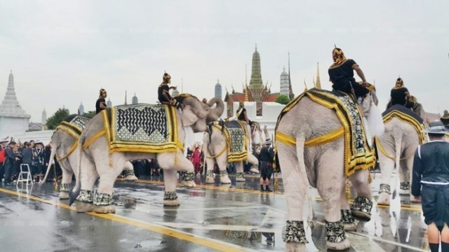 ช้างพลายมงคลจำนวน 11 เชือก ประดับด้วยคชาภรณ์แบบช้างศึก เข้าถวายสักการะพระบรมศพ ในหลวง ร.9