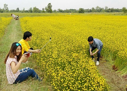 นักท่องเที่ยว แห่ชมดอกเหลืองทิพวัน หรือดอกขี้กลาก เหลืองอร่ามทั่วทุ่งนาที่หนองคาย