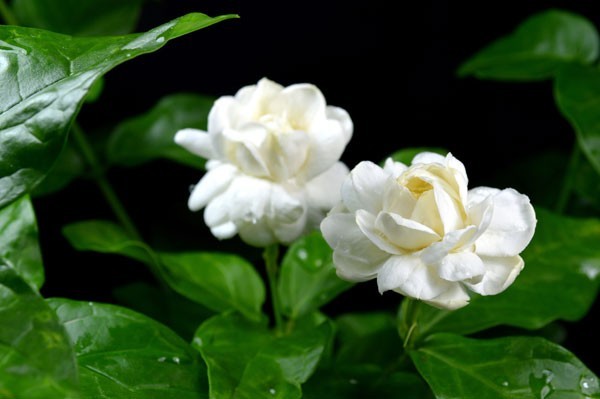 มะลิ ดอกไม้บูชาพระ