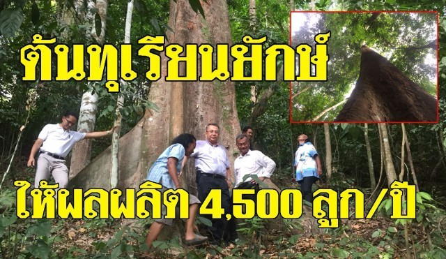 ตะลึง! ต้นทุเรียนยักษ์ อายุกว่า 100 ปี สูง 80 เมตร ให้ผลผลิต 4,500 ลูกต่อปี