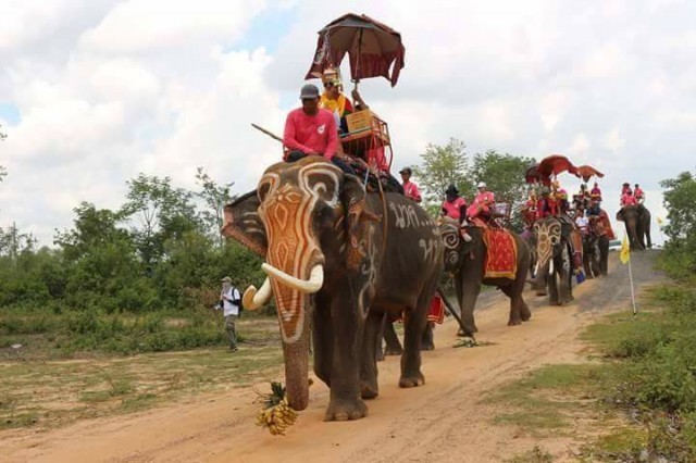 ขบวนช้างแห่นาคเข้าโบสถ์ ประเพณีเก่าแก่ชาวอีสานใต้