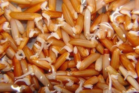 "ข้าว" มีประโยชน์กว่าที่คุณรู้