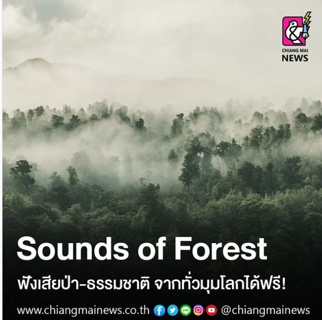 Sounds of Forest ฟังเสียงป่า-ธรรมชาติ จากทั่วมุมโลกได้ฟรี!