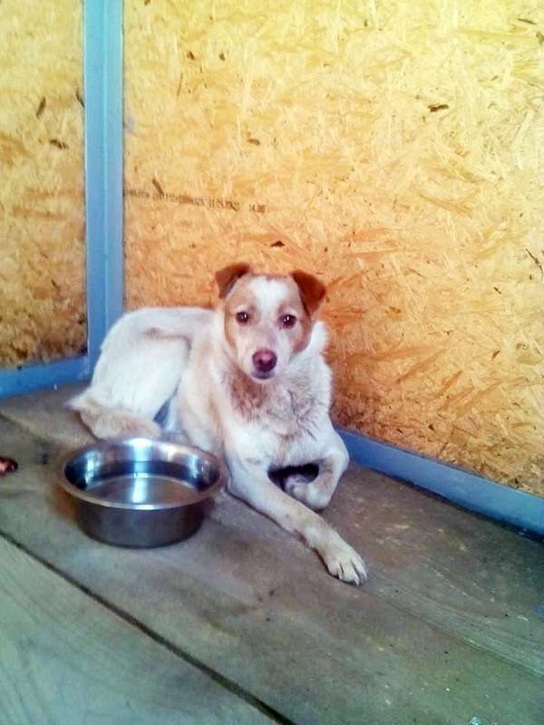 สาวยูเครน ช่วยชีวิตสุนัข ติดอยู่ในท่อทำความร้อนนานเกือบ 3 ปี