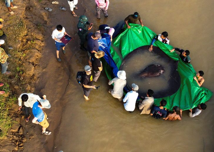ใหญ่สุดในโลก! กัมพูชาพบ ‘กระเบนน้ำจืด’ หนัก 300 กก.ทำลายสถิติปลาบึกยักษ์ไทย