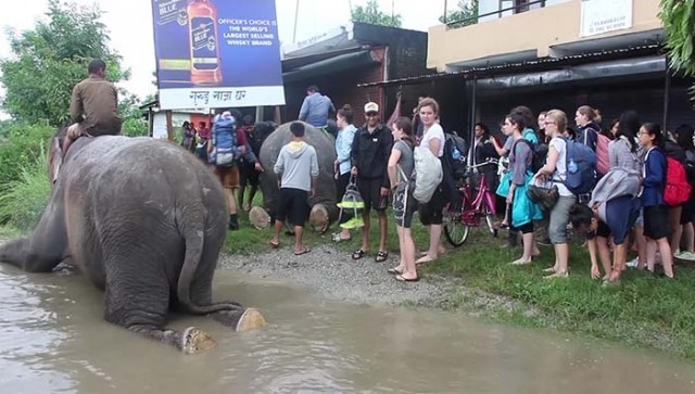 ประเทศเนปาล..ส่งช้างจิตอาสา ลงช่วยน้ำท่วม ฝ่ากระแสน้ำเชี่ยวกราก